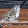 Снежный барс в красноярском зоопарке обживает новый вольер