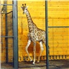 Жирафу из Красноярска в Нижнем Новгороде подарили 100 шарфов