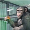 Влюбленных обезьян в «Роевом ручье» накормили «тараканьими конфетами» (видео)