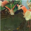 Замерзавших на севере красноярских фламинго выходили и подселили в стаю (видео)