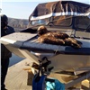 «Отбивался, пока не рухнул в воду»: Атакованного воронами беркута спасли в Красноярске