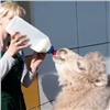 Верблюжонка из «Роева ручья» предлагают назвать Мороженкой (видео)