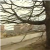В Николаевке надеются сохранить от сноса уникальный дуб (видео)