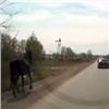 Табун лошадей опять напугал красноярских водителей (видео)