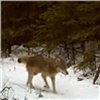 Живущие на «Столбах» серые волки попали на видео