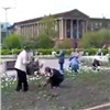 Красноярцы толпой бросились спасать тюльпаны от культиватора (видео)