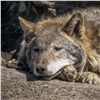 В «Роевом ручье» умер волк-долгожитель