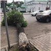 В центре города на парковку упало старое дерево