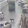 В Красноярске собака спровоцировала ДТП (видео)