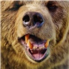 В Кемеровской области медведь задрал собаку вместо ее хозяина