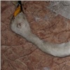 В Красноярском крае незаконно убили белого лебедя