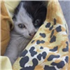 Сотрудники железногорского ГХК спасли бездомного котенка