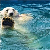«Роев ручей» незаконно отдал в другой зоопарк белого медведя