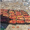 В Красноярске опасные фрукты раздавили бульдозером