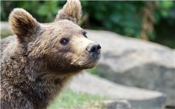 «Малину любит»: в Енисейском районе медведь по ночам ест ягоду в огородах
