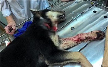 В Дивногорске трое мужчин перерезали горло собаке