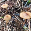 В сибирской тайге нашли новые виды грибов