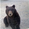 «Вышел и не боится»: в Красноярском крае медведь напугал водителей (видео)