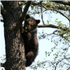 В Ачинском районе решили застрелить двух медведей