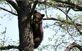 В Ачинском районе решили застрелить двух медведей