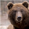 Медведя застрелили в центре села в Красноярском крае