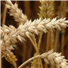 Красноярские аграрии получили с посевных площадей 1,6 млн тонн зерна