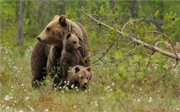 Медведи окружили Дивногорск