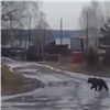 Медведь разгуливал по поселку под Красноярском (видео)