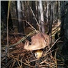 Яндекс рассказал, какие грибы красноярцы ищут в интернете 