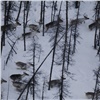 Сибирские ученые сделали новое открытие о миграции дикого северного оленя в Красноярском крае