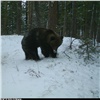 Медведи на «Столбах» легли в зимнюю спячку