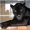 В красноярском зоопарке появился черный ягуар-пенсионер