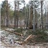 В Тасеевском районе пенсионер незаконно срубил почти тысячу деревьев 