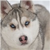 Посетители «Роева ручья» могут получить в подарок щенка хаски