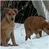 За год на красноярские улицы вернули почти 1300 бродячих собак