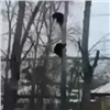 Красноярцы заметили двух медвежат на окраине города (видео)