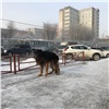 В Красноярске впервые пересчитают бездомных собак
