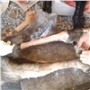 Десять мешков с мясом и окровавленный топор нашли у браконьера в Бирилюсском районе (видео)