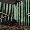 В Красноярске живодёры расправились с собакой и повесили её голову на забор