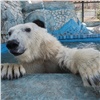 «Могут продержаться под водой 15 минут»: белые медведи из красноярского зоопарка открыли купальный сезон
