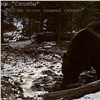 В заповеднике «Столбы» медведи проснулись на три недели позже обычного