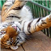 В Красноярск могут привезти поссорившуюся с матерью молодую тигрицу из Омска