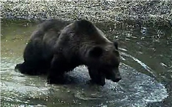 На «Столбах» ученые при помощи фотоловушки подсматривают за купанием медведей