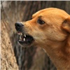 В Красноярске ищут подрядчика на отлов 800 собак