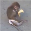 В Солнечном из окна многоэтажки выпала домашняя обезьяна (видео)