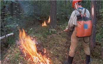 В Красноярском крае в 18 раз выросла площадь лесных пожаров, которые никто не тушит
