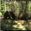 Туристов предупредили о медвежьих свадьбах на «Столбах» и их любопытных детёнышах