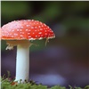 Красноярцев предупредили об опасных грибах