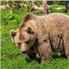 Красноярские «Столбы» закрывают для туристов из-за опасных медведей