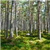 Для сохранения лесов в Красноярском крае обновят лесопитомники